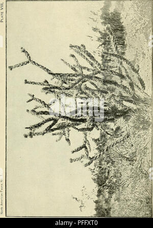 Die Death Valley Expedition führte eine biologische Untersuchung durch Kalifornien, Nevada, Arizona und Utah durch und dokumentierte Pflanzen- und Tierarten in den Wüstenregionen. Es bietet Einblicke in die Wüstenökologie und die Anpassung von Arten an extreme Umgebungen. Stockfoto