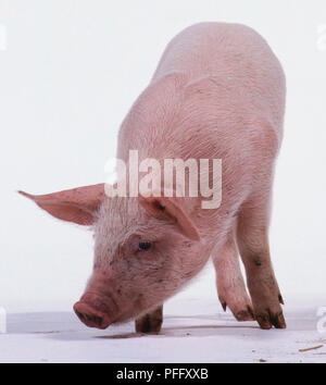 Ferkel, landsorte Familie, im Alter von 6 Wochen, rosa Haut mit schwarzen Sprenkeln und weiße Haare, lange Schnauze, große Ohren, vier-toed, stehend, Sniffing, Ansicht von vorne. Stockfoto