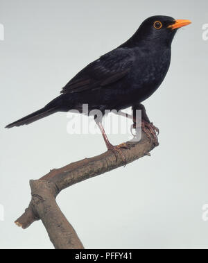 Seitenansicht eines männlichen Eurasischen Blackbird, hocken auf einem dünnen Ast, mit seinem Kopf im Profil zeigt die bluntish Bill, oranged-umrandeten Auge, Fett, pure-schwarzes Gefieder, und athletische Beine. Stockfoto