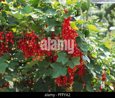 Ribes rubrum 'Jonkheer van Prüfungen', rote Johannisbeere, Trauben von reifen roten Früchten hängen von Baum, aus der Nähe. Stockfoto