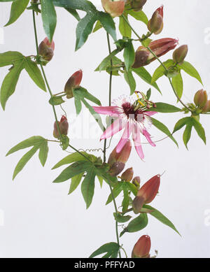 Entfaltung Blüten von Passiflora racemosa, rote Passionsblume. Stockfoto