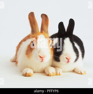 Schwarze und weiße Kaninchen neben einem braunen und weißen Kaninchen, sitzend neben einander. Stockfoto