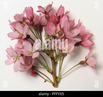 Rosaceae, Prunus x subhirtella 'Pendula Rosea', Feder Kirsche, grau-braun weinend Filiale Tipp, single blass rosa Blüten in dichten Trauben getragen. Stockfoto