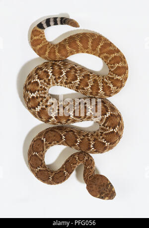 Western Diamondback Rattlesnake (Crotalus Atrox) kriechend, Ansicht von oben Stockfoto