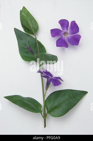 Vinca major, größere Periwinkle, mehrjährig, schlanke, geschwungene grünen Stiel mit einer Blume. Stockfoto