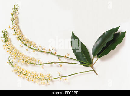 Rosaceae, Prunus lusitanica, Portugal Lorbeer, dunkle Stammzellen mit dunklen, glänzenden Blättern und drei langen, schlanken Blütenstände von weißen Blumen. Stockfoto