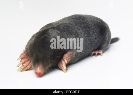 Europäischer Maulwurf (Talpa Europea), Ansicht von vorne Stockfoto