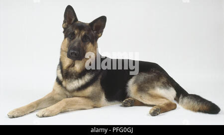 Eine schwarze und braune Deutscher Schäferhund auf dem Boden liegt mit seinen Vorderpfoten erweitert. Stockfoto