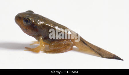 Junge Frosch sitzend, im Alter von zwölf Wochen, langen Schwanz zum Schwimmen, glänzenden nassen braune Haut, Seitenansicht. Stockfoto