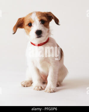 Sitzung Jack Russell Terrier Welpen mit rotem Kragen, Vorderansicht Stockfoto