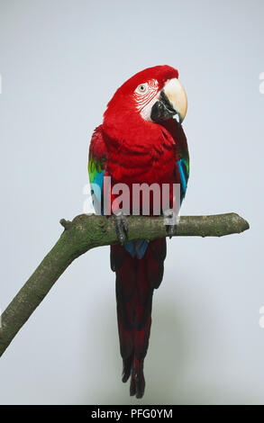 Green-winged Parrot Macow (Ara chloroptera) auf Ast sitzend, Ansicht von vorne mit roten Gefieder Stockfoto