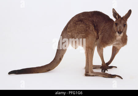 Rote Känguru mit seinen langen Schwanz auf den Boden für Balance gebuckelt, Familie Macropodidae. Stockfoto