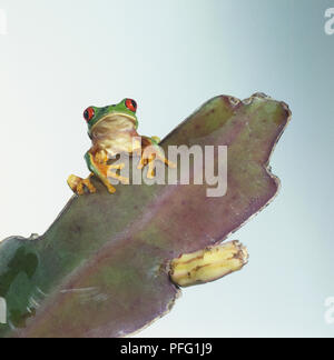 Vorderansicht des Roten Augen Laubfrosch sitzt auf Blatt Stockfoto