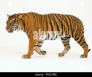 Bengal Tiger (Panthera tigris tigris) wandern, Seitenansicht Stockfoto
