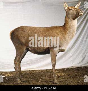 Rotwild, Cervus elaphus, gesehen von der Seite. Stockfoto