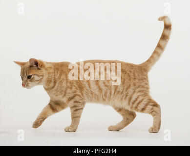 Hauskatze, Felis catus Catus, Ginger tabby Wandern, Seitenansicht. Stockfoto