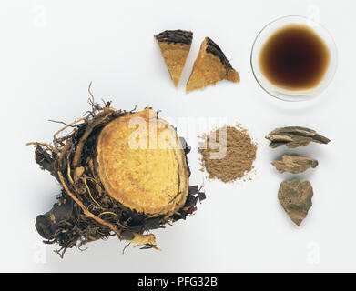 Rheum palmatum (Rhabarber), Teile der Anlage in der Kräutermedizin einschließlich frische Wurzel verwendet, geschnittene Wurzel, Tinktur in Schüssel und pulverisierte Wurzel Stockfoto