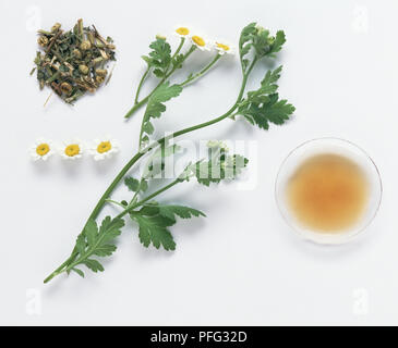 Beinwell (Symphytum officinale) und Tanacetum parthenium (mutterkraut), ein Teil der Anlage in der Kräutermedizin einschließlich frische und getrocknete Oberirdische Teile, frische Blumen, Schale, Tinktur, pürierte Blätter, Creme und frische und getrocknete Wurzeln Stockfoto