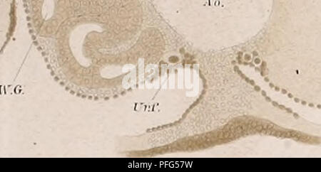. Das urogenitalsystem - System der einheimischen Reptilien. Reptilien. . U'hiMtoiui. d. Nr. il. zool. In. slil. Ich (^ urzl) ura. l5 (l. n:. f/. Bitte beachten Sie, dass diese Bilder sind von der gescannten Seite Bilder, die digital für die Lesbarkeit verbessert haben mögen - Färbung und Aussehen dieser Abbildungen können nicht perfekt dem Original ähneln. extrahiert. Braun, Maximilian Gustav Christian Carl, 1850-1930. Würzburg: J. Staudinger'sche Buchhandlung Stockfoto