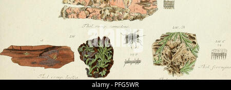 . Das System der Pilze und Schwämme. Ein Versuch. Pilze. . R/, ../.. Bitte beachten Sie, dass diese Bilder sind von der gescannten Seite Bilder, die digital für die Lesbarkeit verbessert haben mögen - Färbung und Aussehen dieser Abbildungen können nicht perfekt dem Original ähneln. extrahiert. Nees von Esenbeck, Christian Gottfried (C.G.), 1776-1858. Würzburg: In der Stahelschen Buchhandlung Stockfoto