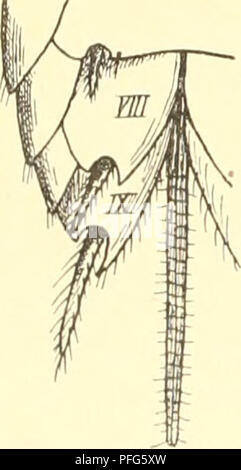 Dieser deutsche Text konzentriert sich auf die Familie der Lepismatidae, eine Gruppe primitiver Insekten. Sie beschreibt ihre wichtigsten morphologischen Merkmale, einschließlich der Struktur ihrer Borsten, die nie gefiedert sind, sondern an den Spitzen glatt und gespalten sind. Das Buch trägt zur Erforschung der Insektentaxonomie und -Morphologie im 19. Jahrhundert bei. Stockfoto