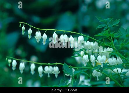 Blütenstände von weißen Blumen von Campanula pyramidalis Californica 'Alba' (blutende Herz) Stockfoto