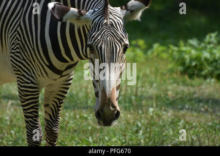 Fesselnde Foto, das Gesicht eines gestreifte Zebra Stockfoto
