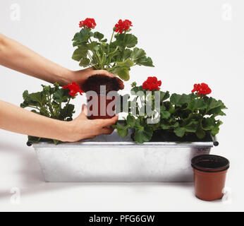 Person Blumen Pflanzen im Fenster Stockfoto