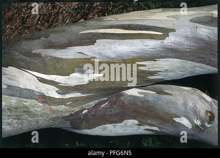Bunte Rinde von Eucalyptus niphophila pauciflora ssp (Alpine Snow gum), close-up Stockfoto