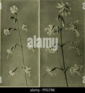 Diese Abbildung zeigt den Lebenszyklus verschiedener Pflanzen, einschließlich Silene nutans und Melandryium rubrum. Die Pflanzen werden in verschiedenen Phasen ihres Lebenszyklus dargestellt und zeigen Blütenstrukturen und Fortpflanzungsmechanismen wie das Öffnen der Blütenblätter und die Freisetzung von Pollen. Das Diagramm betont die Unterschiede in Pflanzenwachstum und -Struktur und zeigt die wichtigsten botanischen Merkmale auf. Stockfoto