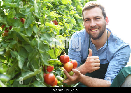 Gärtner / Landwirt arbeitet in den Gewächshäusern wachsende Tomaten Stockfoto