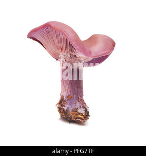 Lepista nuda, auch clitocybe Nuda (Holz blewit) Pilz isoliert auf weißem Stockfoto