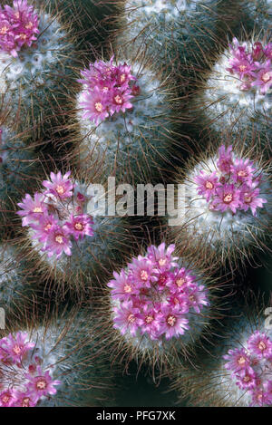 Lila Blumen in voller Blüte auf Mammillaria bombycina (Silken pincushion), close-up Stockfoto