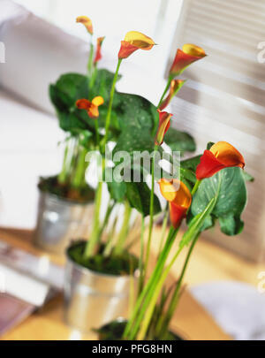 Metalleimer holding Zantedeschia aethiopica, Rot-gelb Lilien, gekippt. Stockfoto