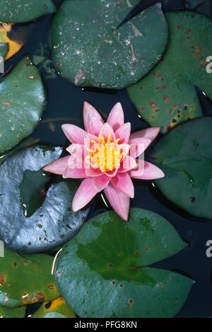 Rosa Blume von Nymphaea 'Pink Sensation" (Seerose) Stockfoto