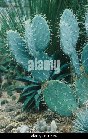 Opuntia robusta, flach, grün Pads mit Stacheln bedeckt Stockfoto
