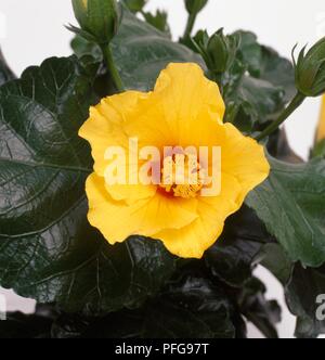 Hibiscus 'Royal Gelb" (Rose von China) Stockfoto