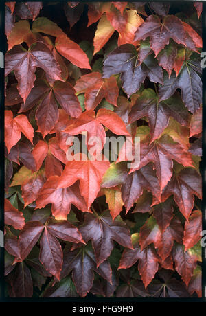 Parthenocissus tricuspidata, rot Boston Efeu Blätter Stockfoto
