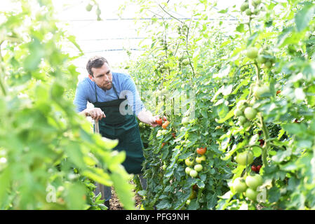 Gärtner / Landwirt arbeitet in den Gewächshäusern wachsende Tomaten Stockfoto