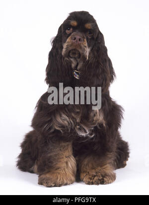 American Cocker Spaniel Welpe (Canis familiaris) sitzen, Vorderansicht Stockfoto