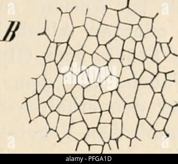 . Das botanische Praktikum, Anleitung zum Selbststudium der mikroskopischen Botanik für Anfänger und geübtere, zugleich ein Handbuch der mikroskopischen Technik. Pflanzenphysiologie; Botanik; Mikroskopie. . Bitte beachten Sie, dass diese Bilder sind von der gescannten Seite Bilder, die digital für die Lesbarkeit verbessert haben mögen - Färbung und Aussehen dieser Abbildungen können nicht perfekt dem Original ähneln. extrahiert. Strasburger, Eduard, 1844-1912; Koernicke, Max Walther, 1874 -. Jena, Fischer G. Stockfoto