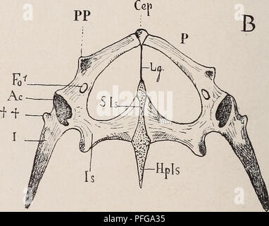 Diese Abbildung zeigt die anatomische Struktur der Extremitätenskelette bei Wirbeltieren mit Schwerpunkt auf Schulter- und Beckengürtel bei Fischen, Amphibien und Reptilien. Sie umfasst detaillierte Querschnitte des Beckens von Lacerta-Arten. Stockfoto