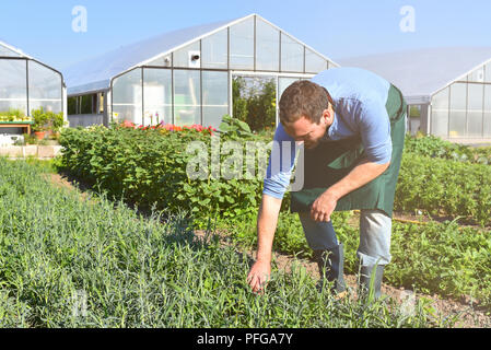 Bauer in der Landwirtschaft Anbau von Gemüse - Gewächshäuser im Hintergrund Stockfoto