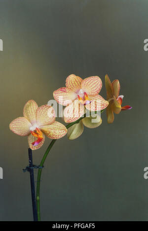 Phalaenopsis Golden Horizon unrise', Blüten mit creme-gelben Blütenblättern mit rötlichen Streifen Stockfoto