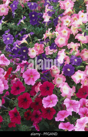 Petunia primetime Reihe, Fülle von Rosa, Kirschrot und Lila trompetenförmigen Blüten Stockfoto