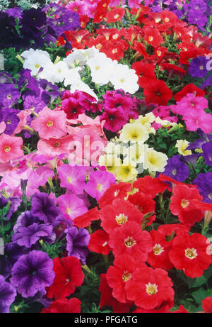 Petunia Teppich Serie, Fülle von Pink, Lila, Rot, Weiß und Gelb der Blumen Stockfoto