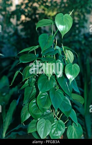 Herzförmigen Blätter von Philodendron scandens (Schatz) Stockfoto