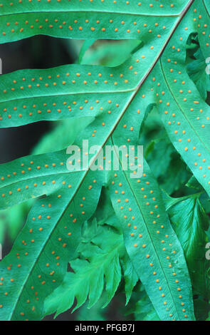 Phlebodium aureum (Golden Polypody, Hare's Foot Fern), grüne Blätter, gelblich-orange Sori Stockfoto