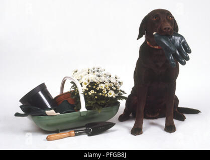 Schwarzer Labrador Retriever (Canis familiaris) mit einem schwarzen Leder Handschuh in seinem Mund, und sitzt neben einem Korb voll von Gartengeräten, Vorderansicht Stockfoto