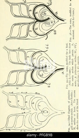 . Darwin, und nach Darwin. Eine Ausstellung der Darwinschen Theorie und eine Diskussion der post-darwinistischen Fragen. Evolution; Vererbung. . Bitte beachten Sie, dass diese Bilder sind von der gescannten Seite Bilder, die digital für die Lesbarkeit verbessert haben mögen - Färbung und Aussehen dieser Abbildungen können nicht perfekt dem Original ähneln. extrahiert. Romanes, George John, 1848-1894. Chicago die Open Court Pub. Co Stockfoto